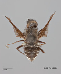 Image of Anthrax albofasciatus