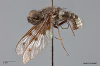 Anthrax albofasciatus image