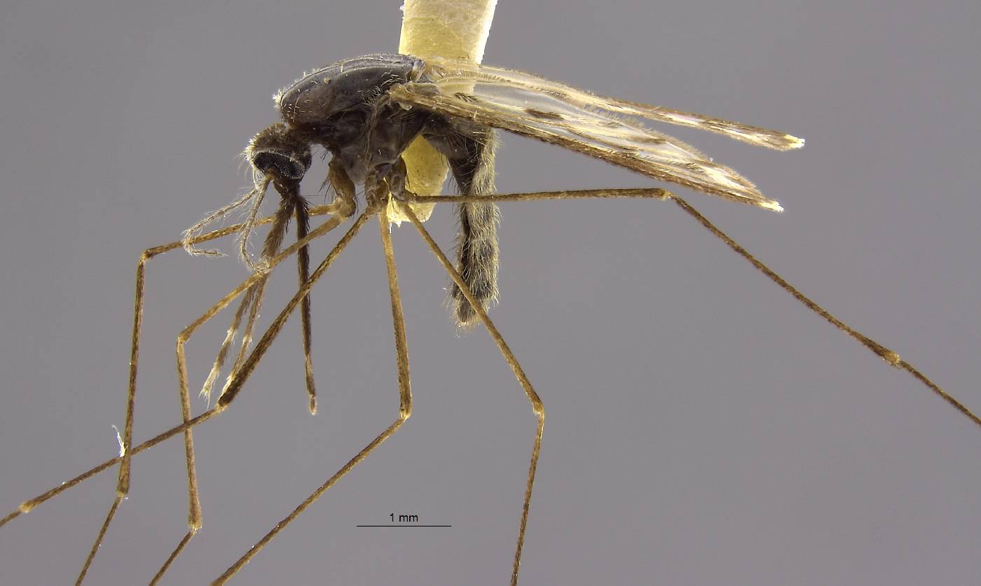 Anopheles bradleyi image