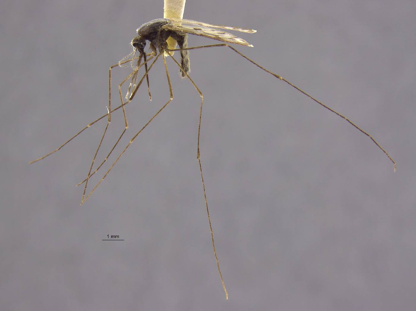 Anopheles bradleyi image