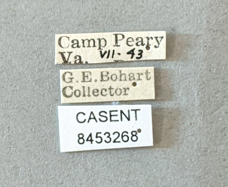 Anopheles bradleyi image