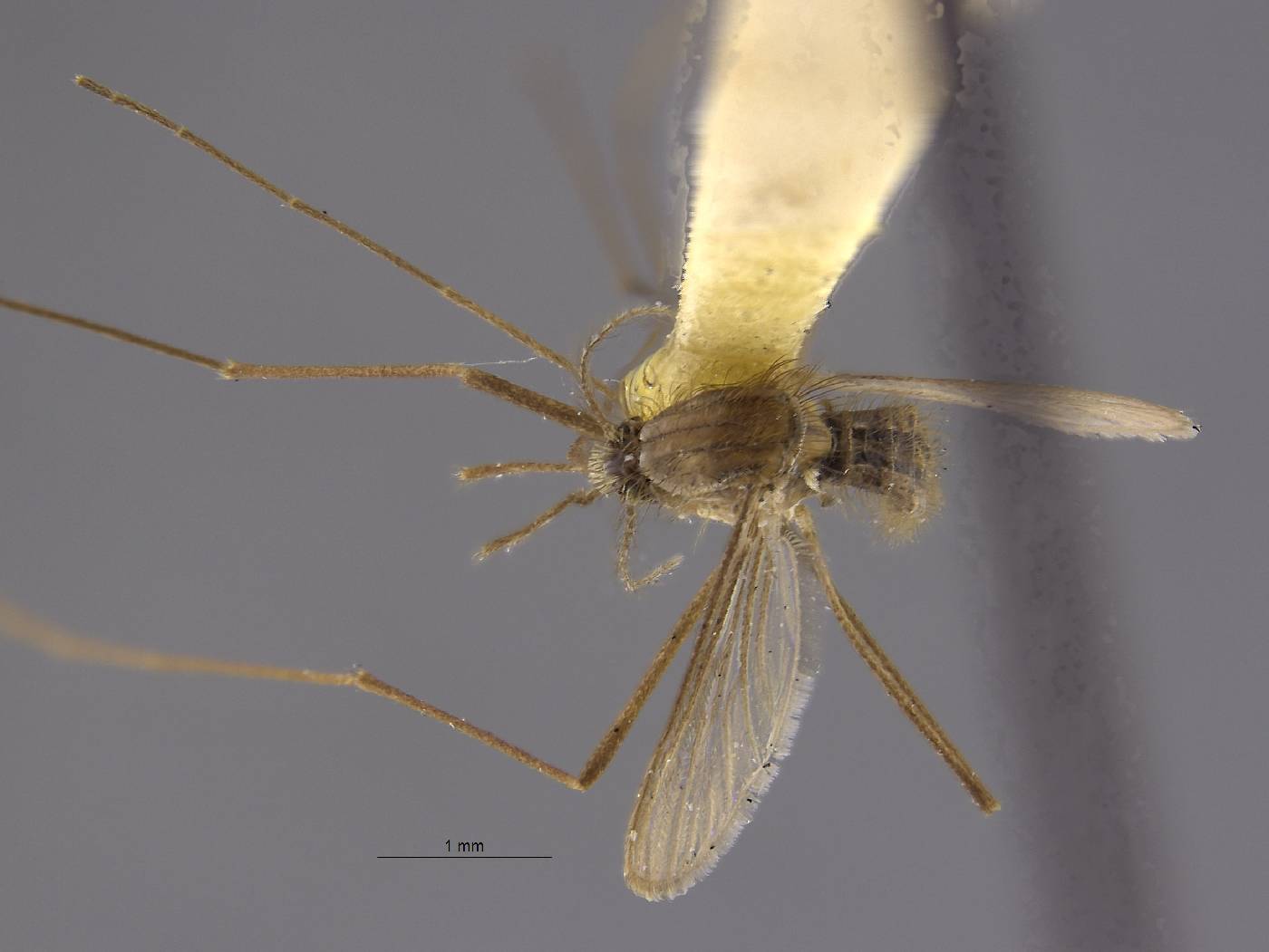 Anopheles barberi image
