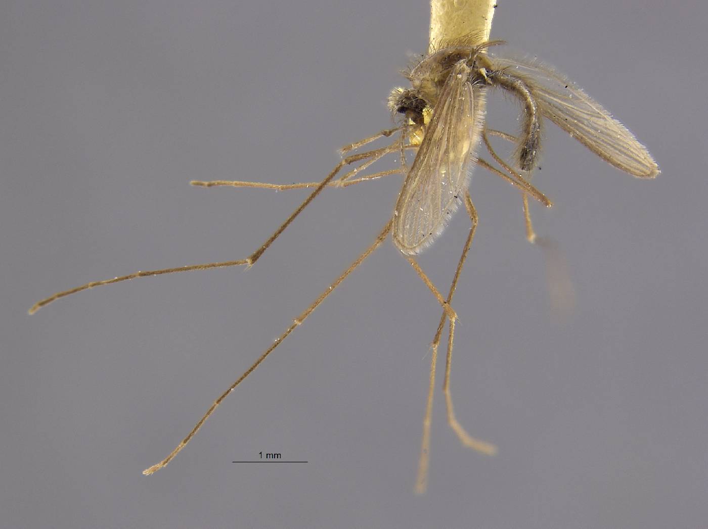 Anopheles barberi image