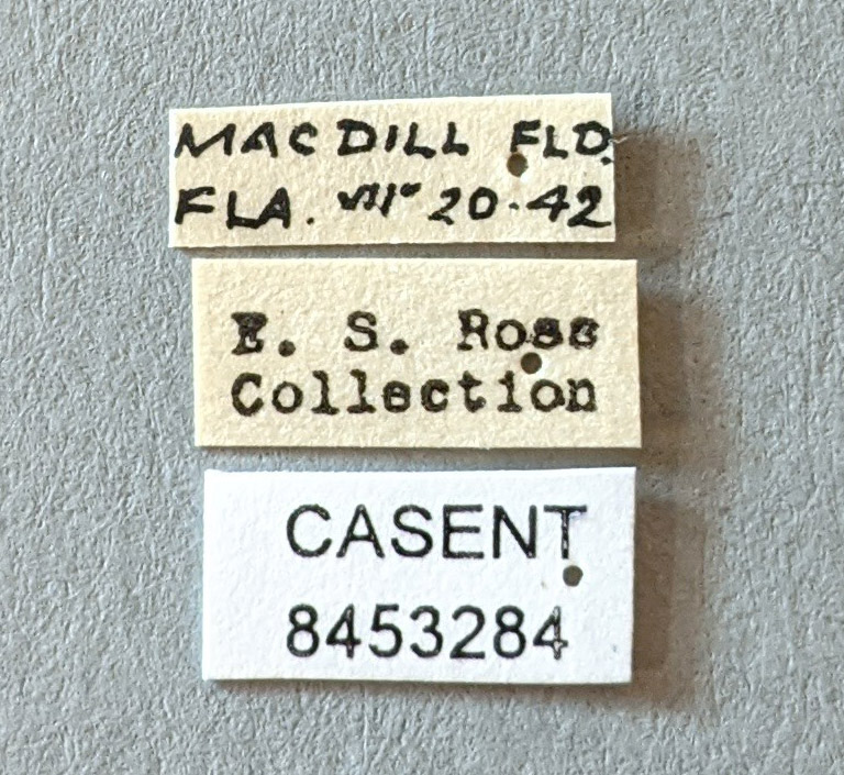 Anopheles atropos image