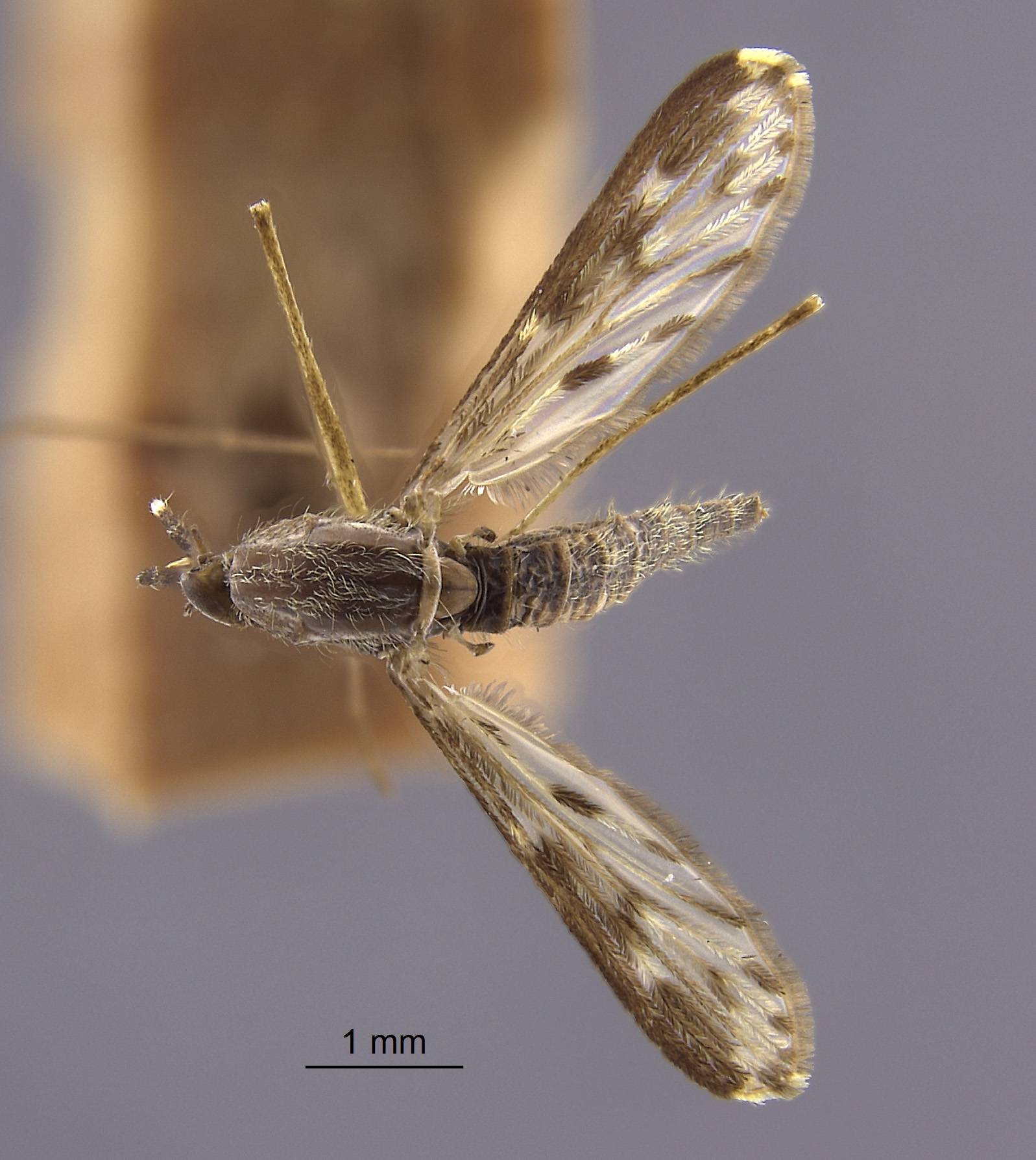 Anopheles crucians image