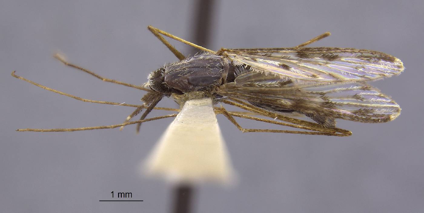 Anopheles crucians image