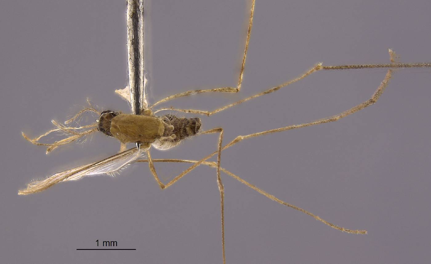 Anopheles aitkenii image