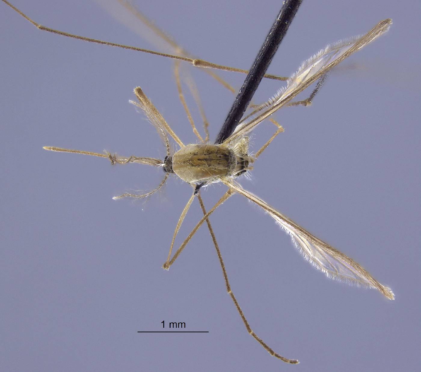 Anopheles aitkenii image