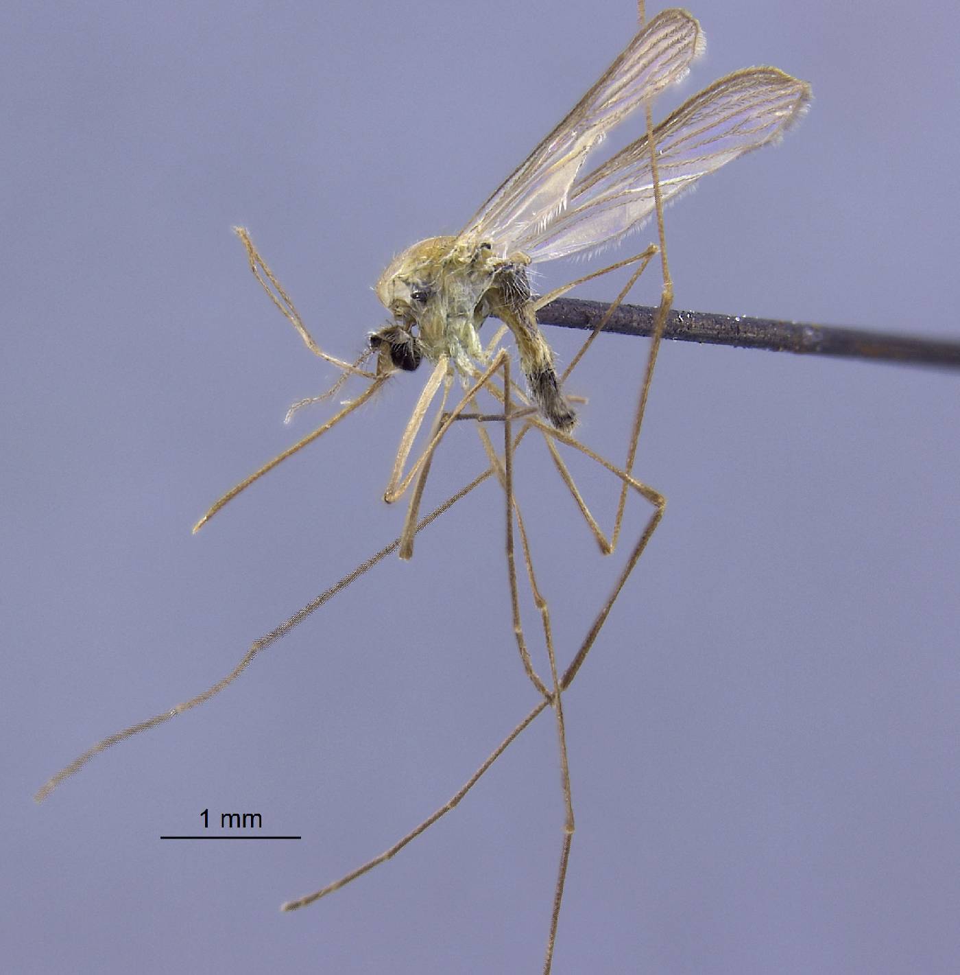 Anopheles aitkenii image