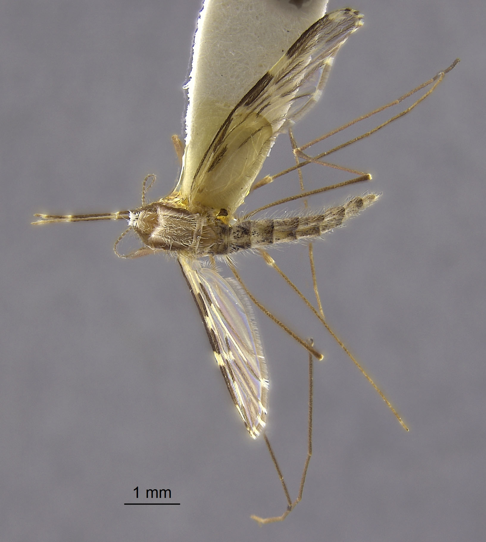 Anopheles franciscanus image