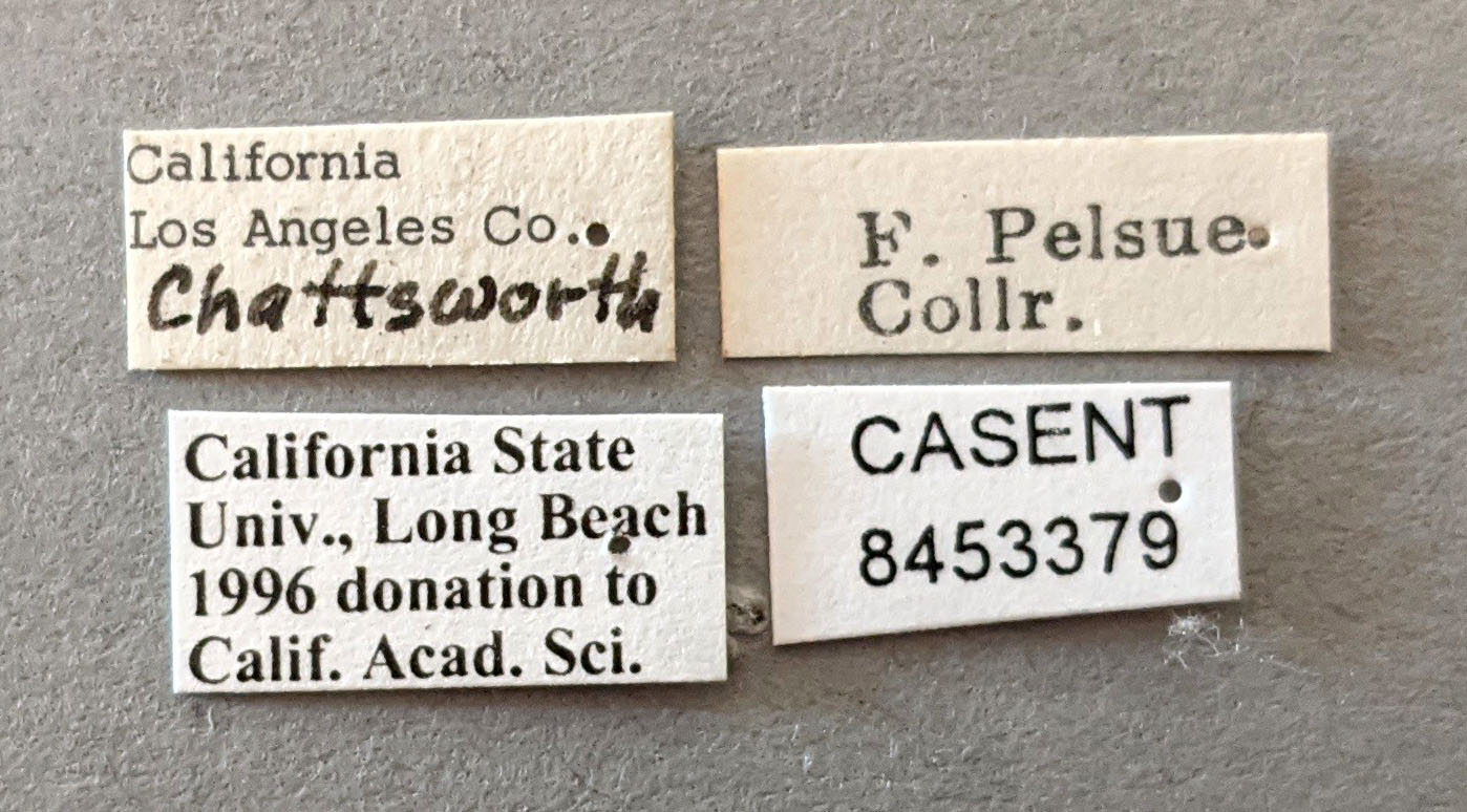 Anopheles franciscanus image