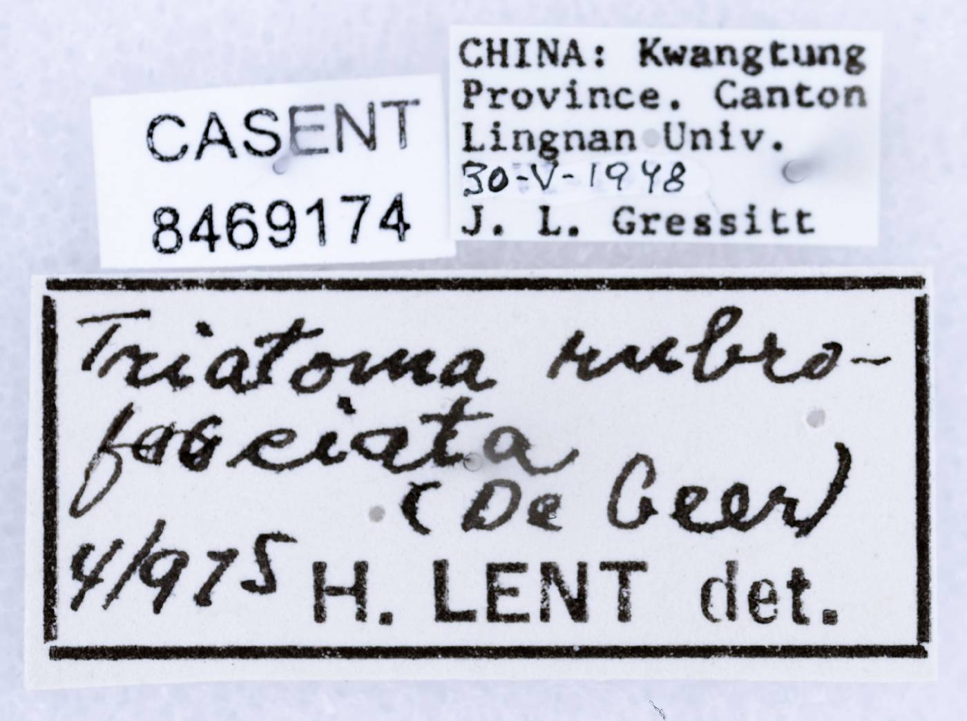 Triatoma rubrofasciata image