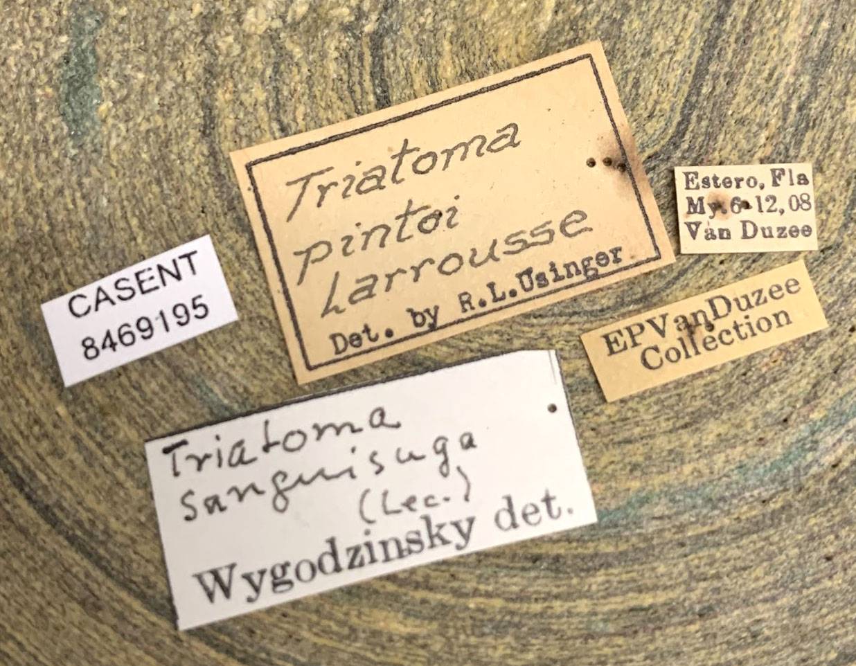 Triatoma sanguisuga image