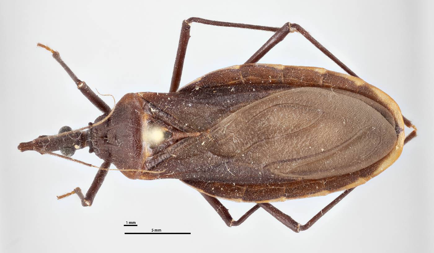 Triatoma recurva image