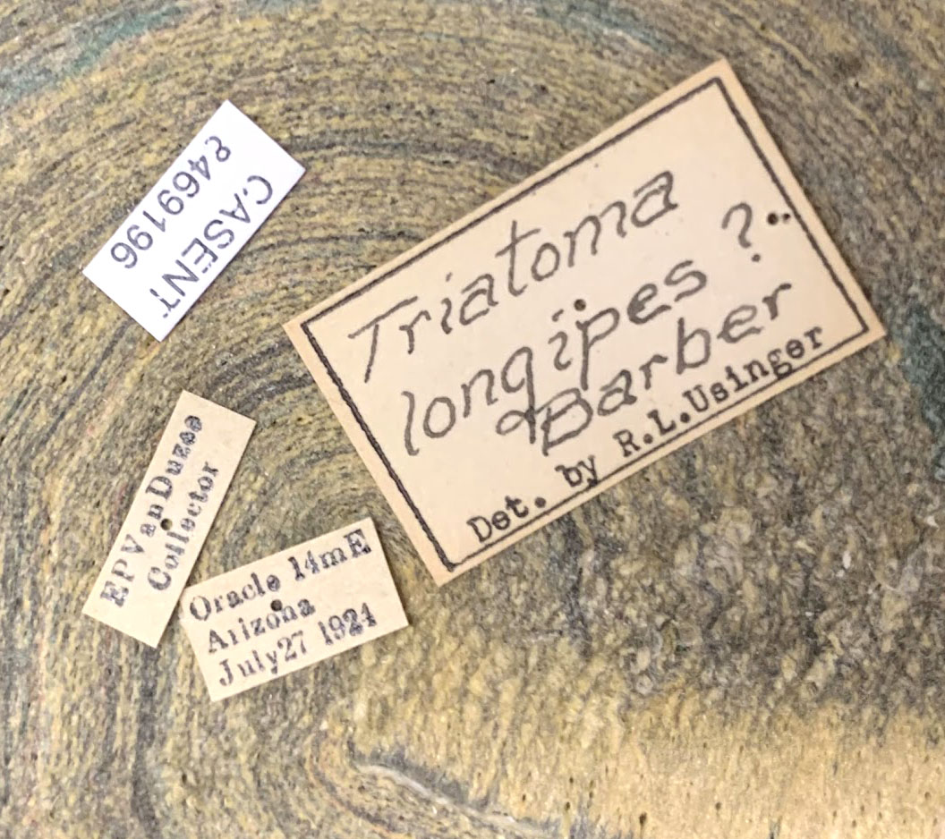 Triatoma recurva image