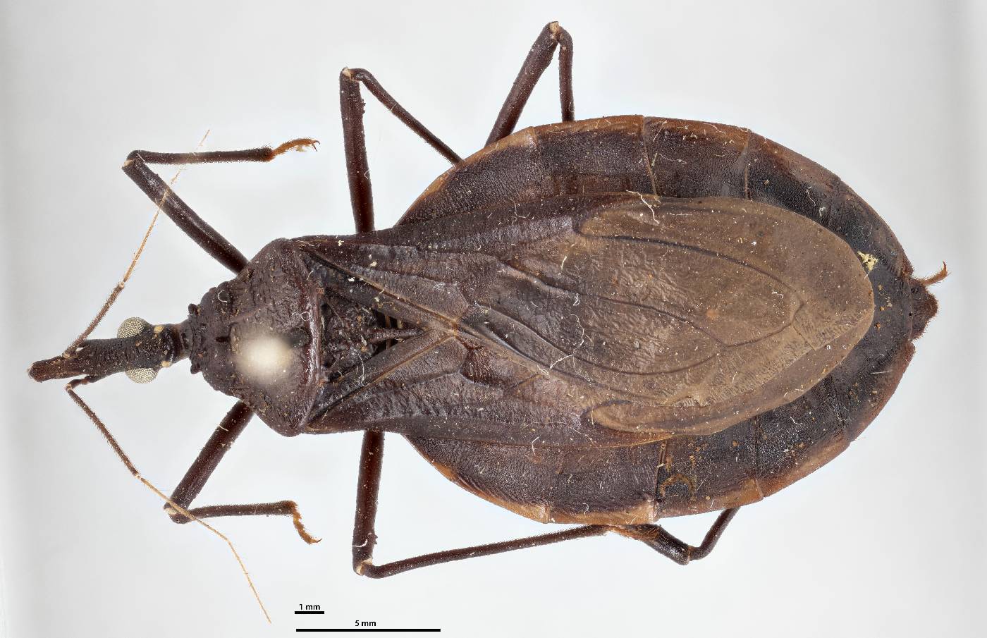 Triatoma recurva image