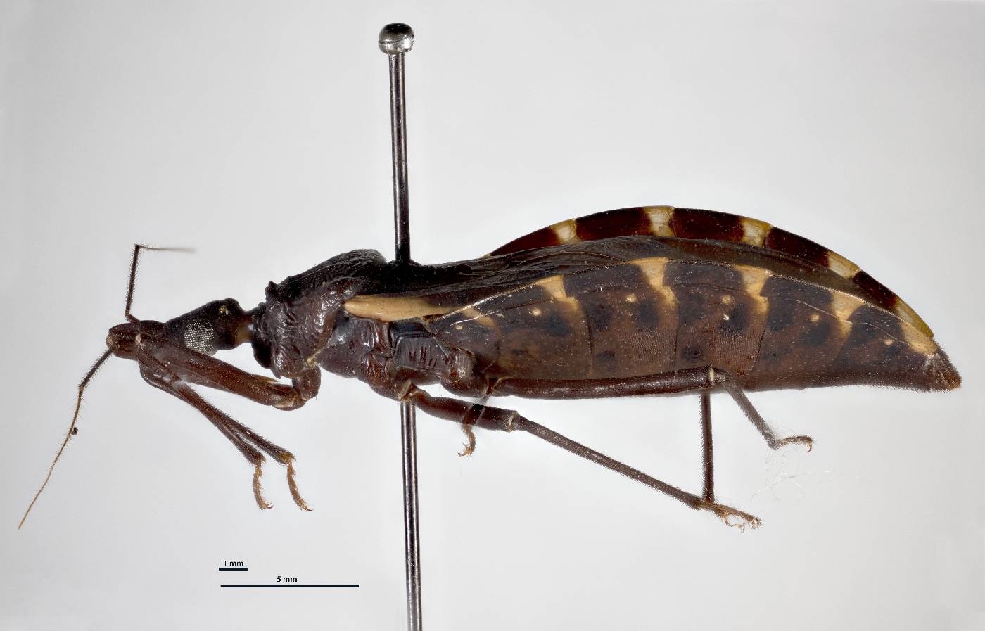 Triatoma gerstaeckeri image