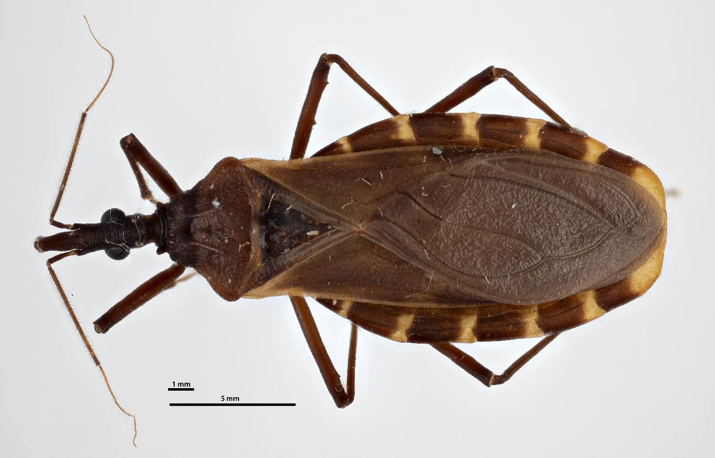 Triatoma gerstaeckeri image