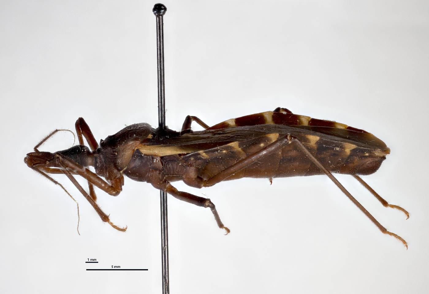 Triatoma gerstaeckeri image