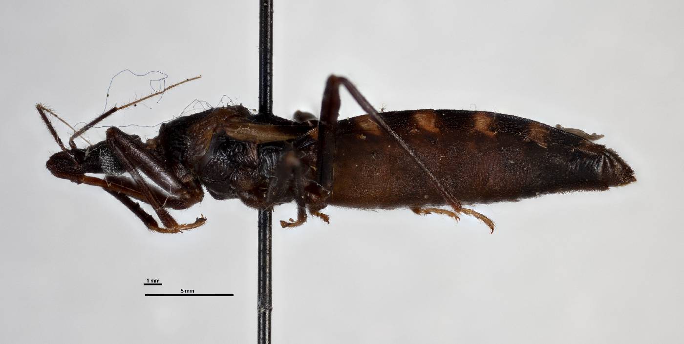 Triatoma lecticularia image