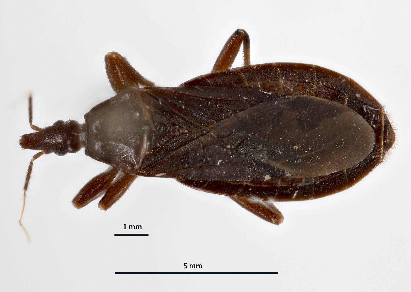 Triatoma peninsularis image