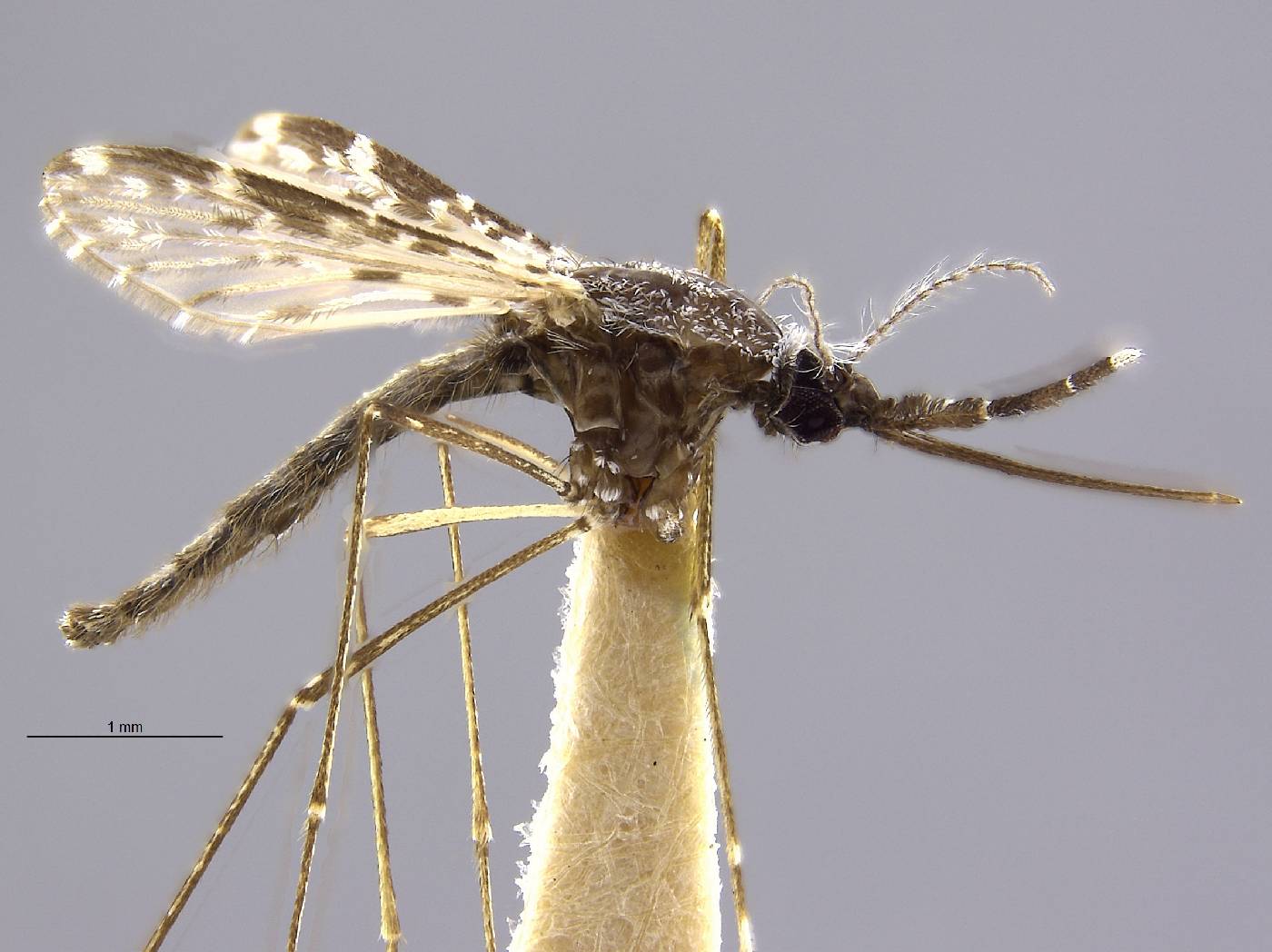 Anopheles argyritarsis image