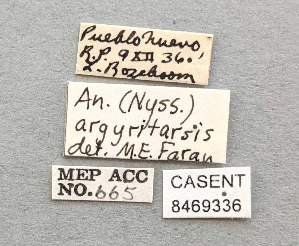 Anopheles argyritarsis image