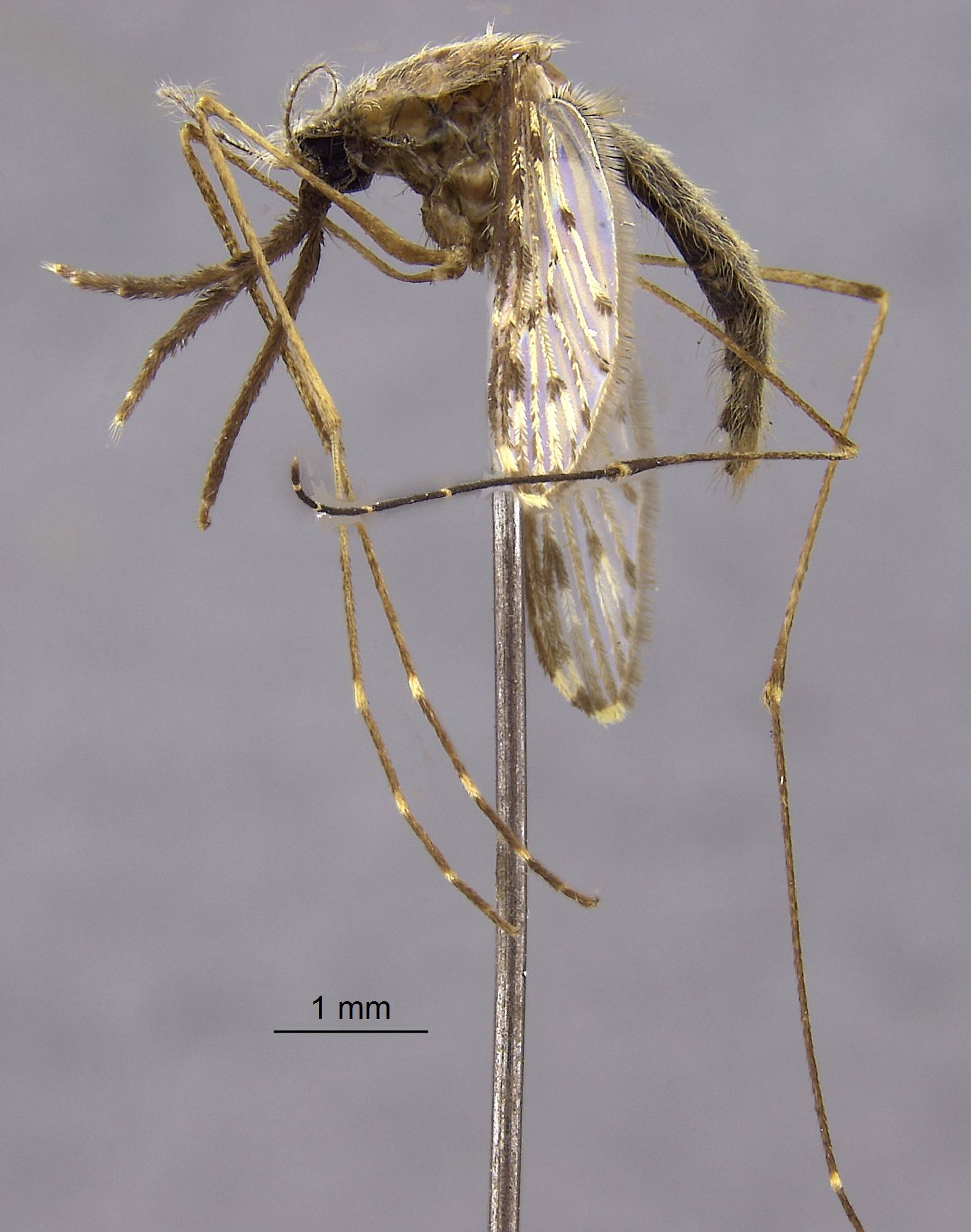 Anopheles crawfordi image