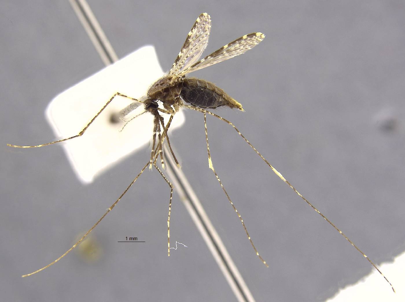 Anopheles balabacensis image