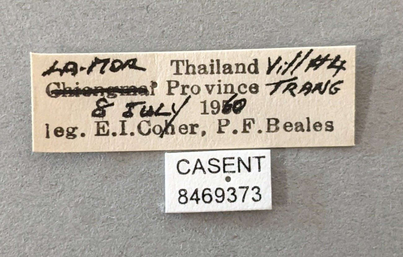 Anopheles balabacensis image