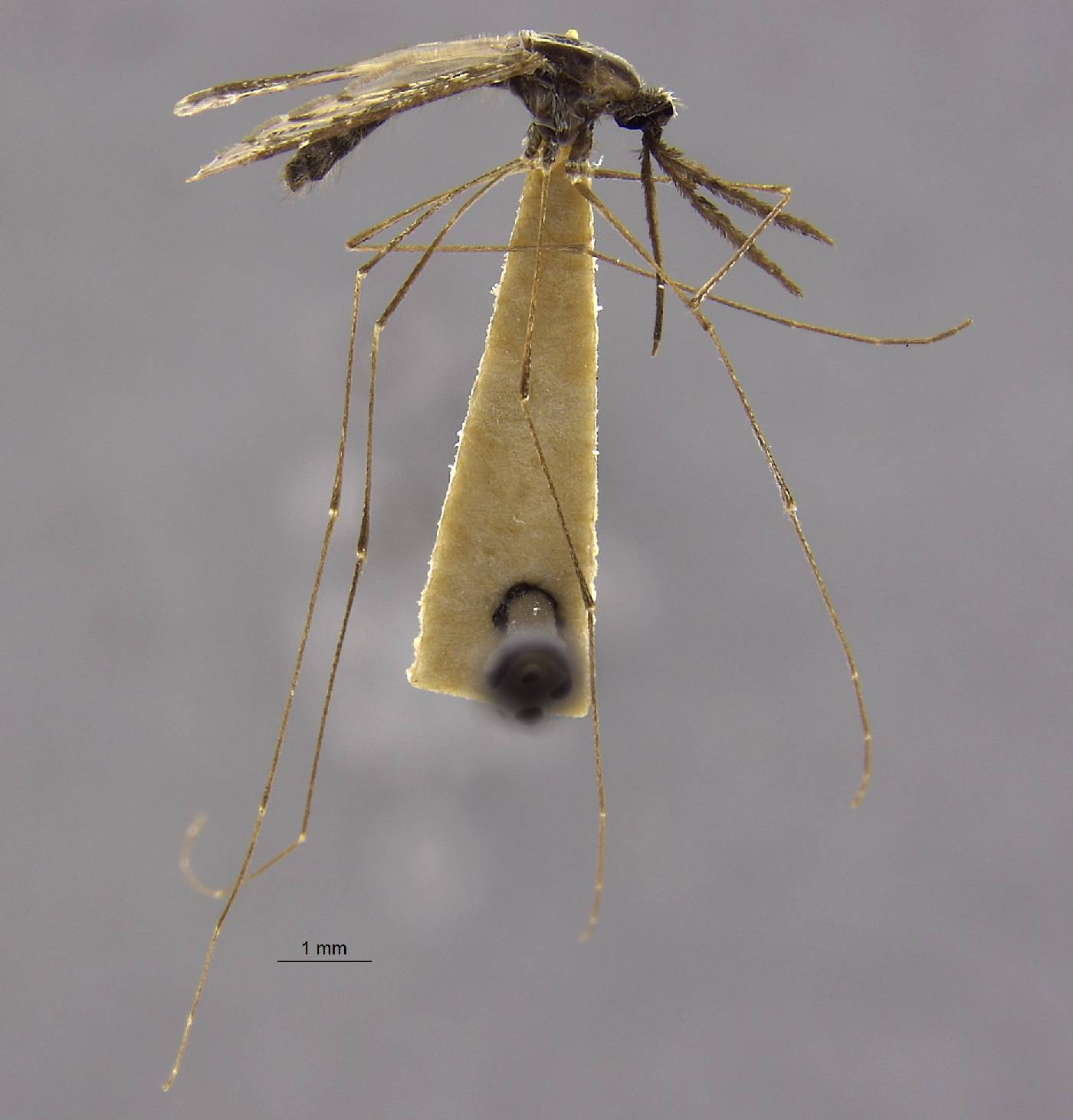 Anopheles bancroftii image