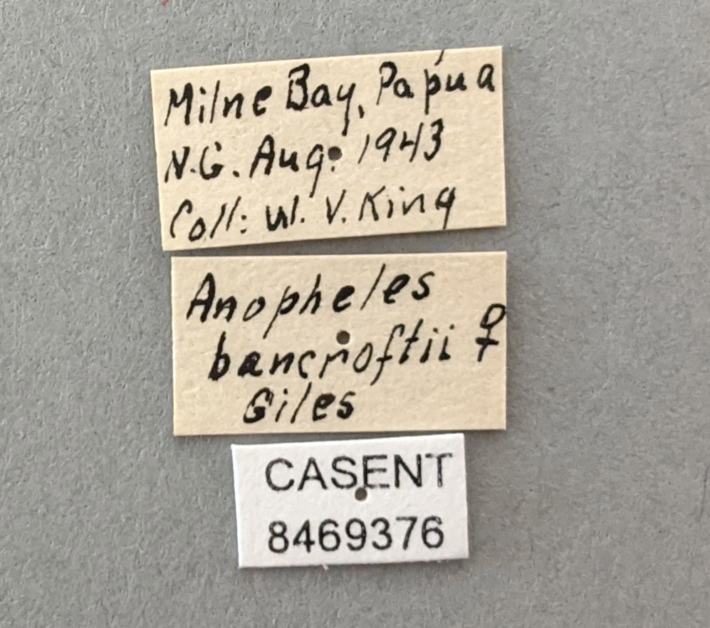 Anopheles bancroftii image