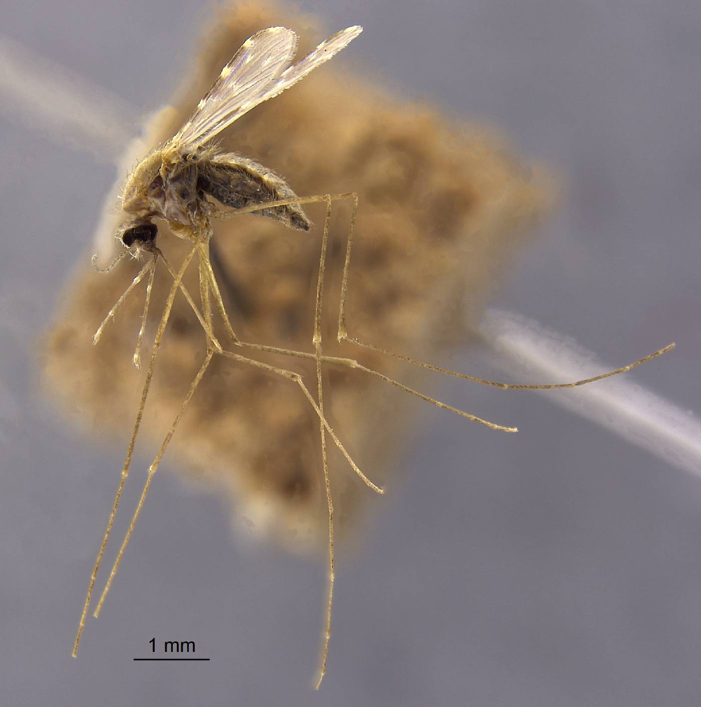 Anopheles culicifacies image