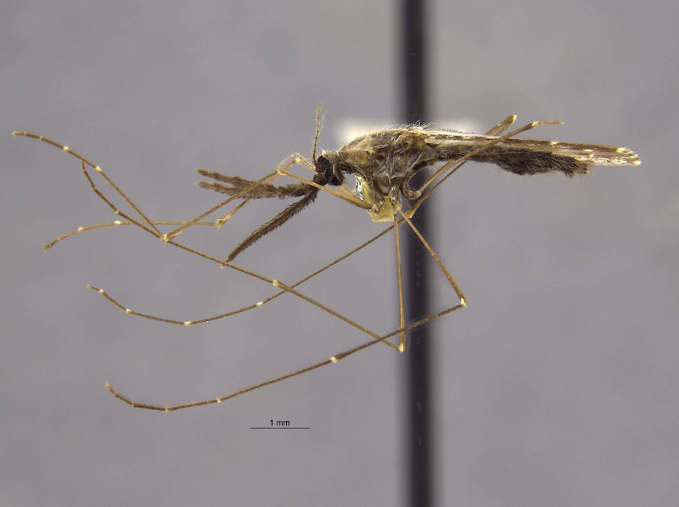 Anopheles barbirostris image
