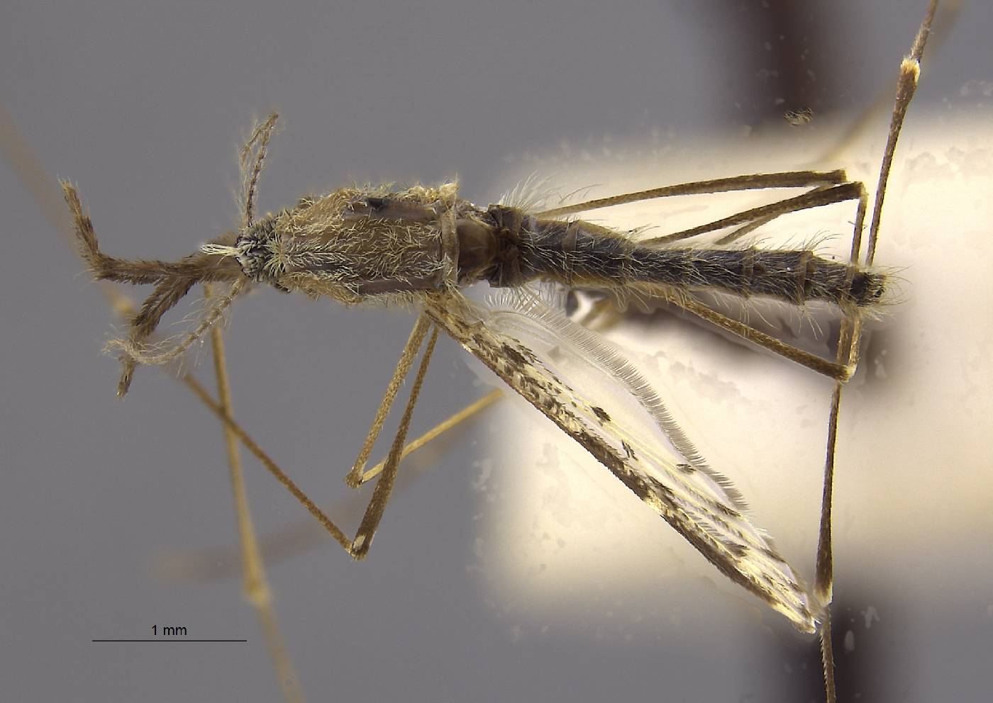 Anopheles barbirostris image