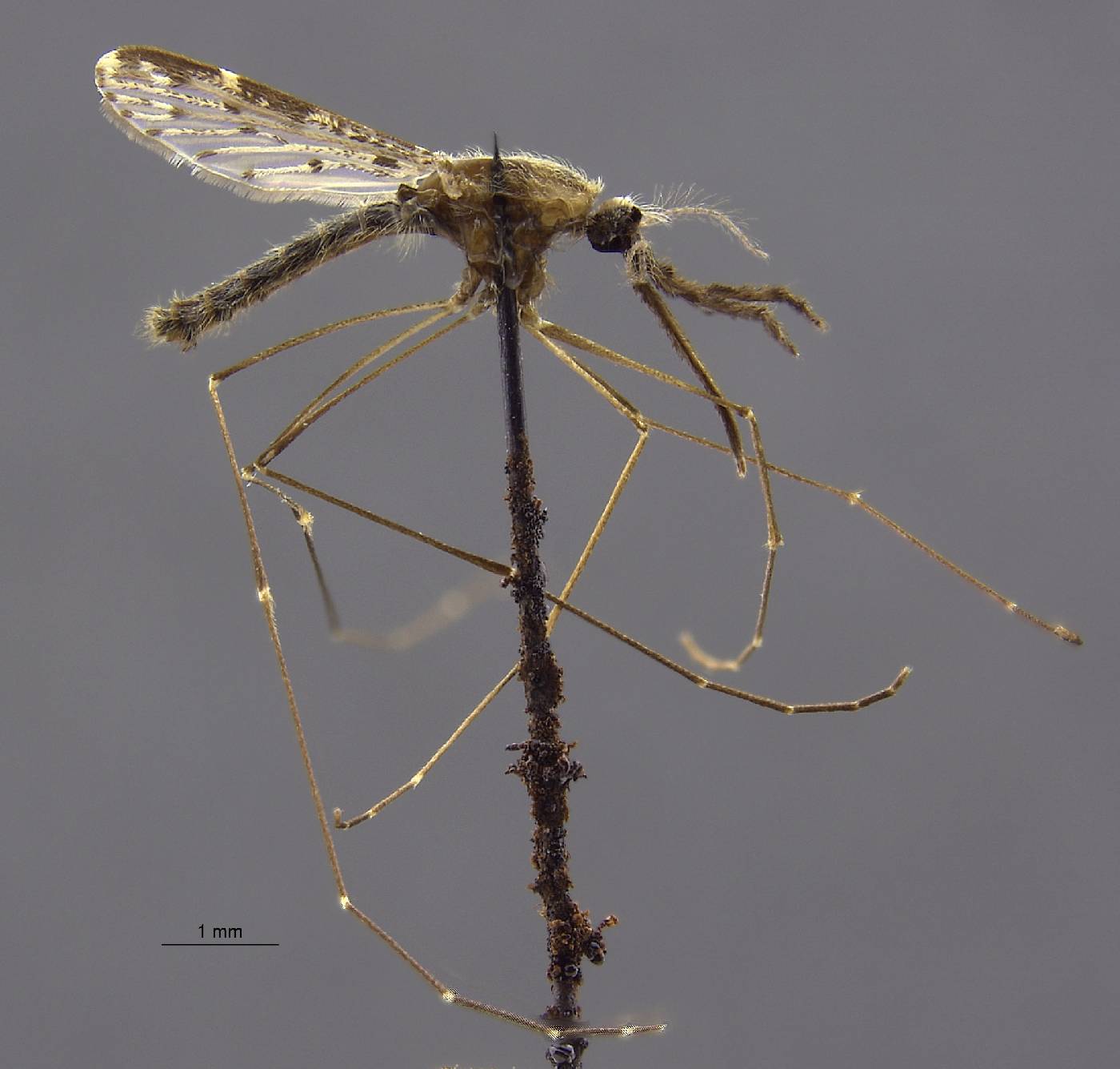 Anopheles barbirostris image