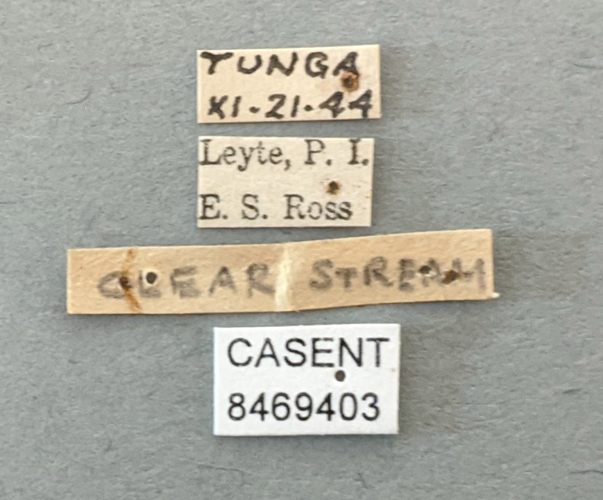 Anopheles barbirostris image