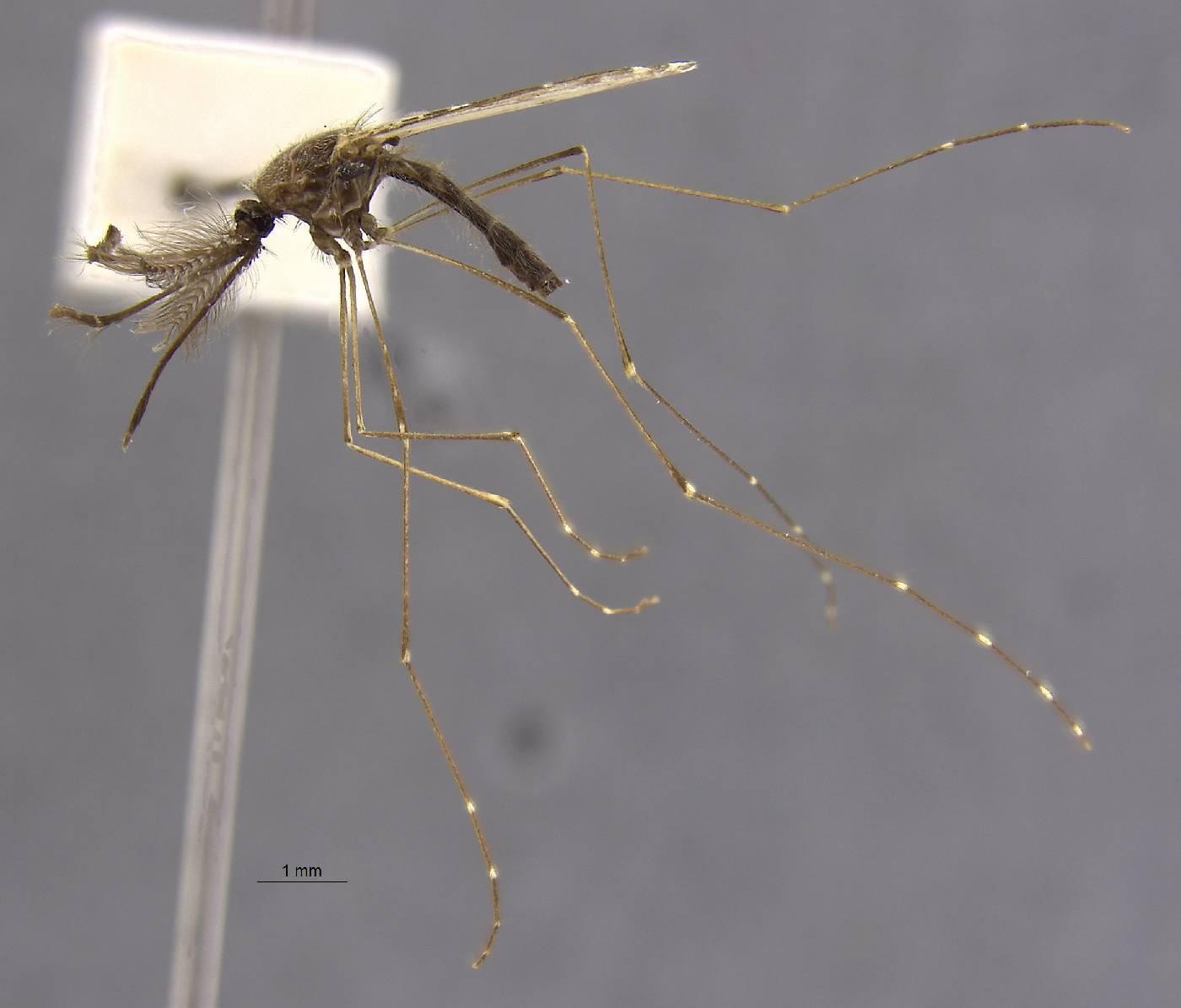 Anopheles barbumbrosus image