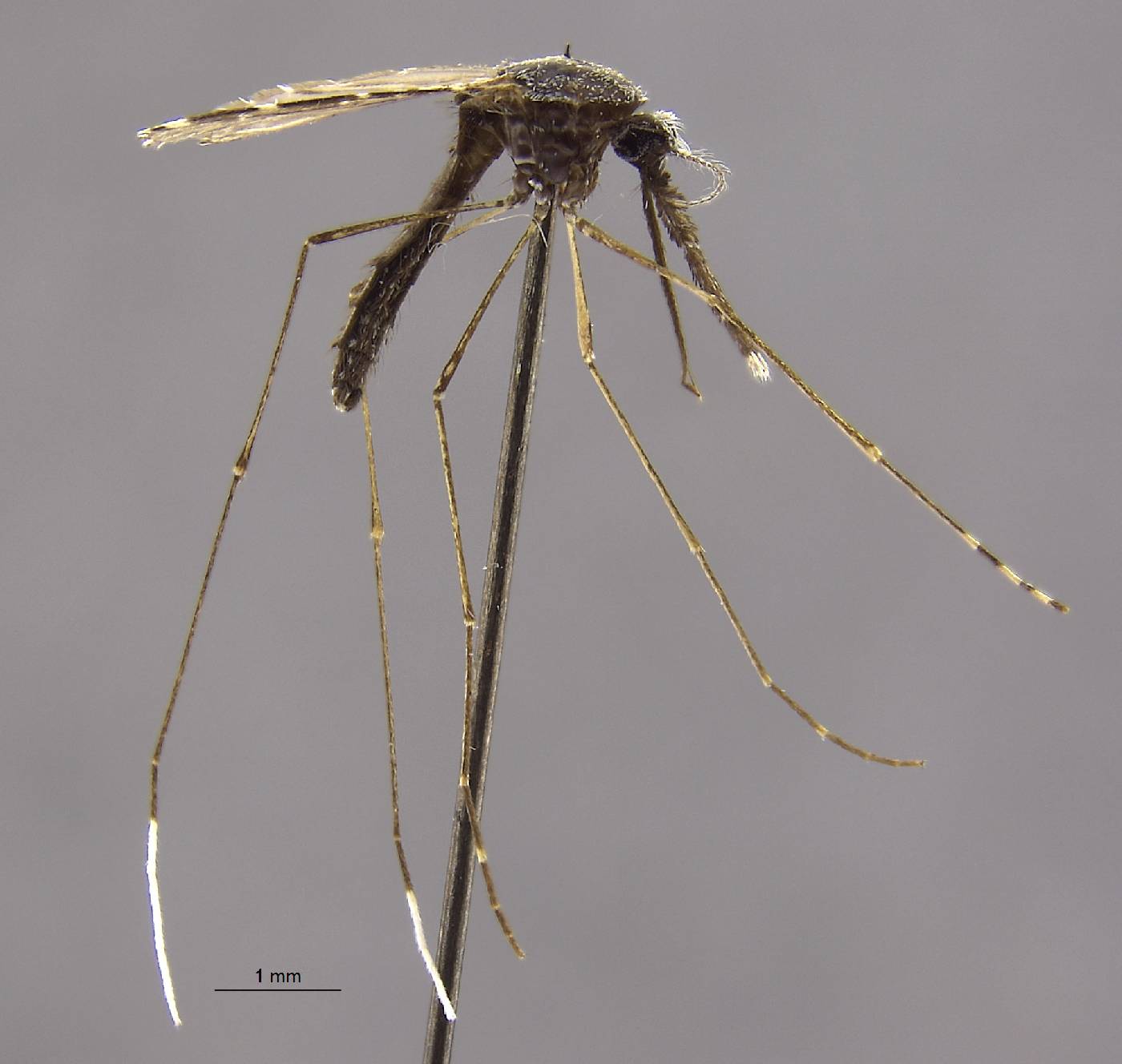 Anopheles braziliensis image