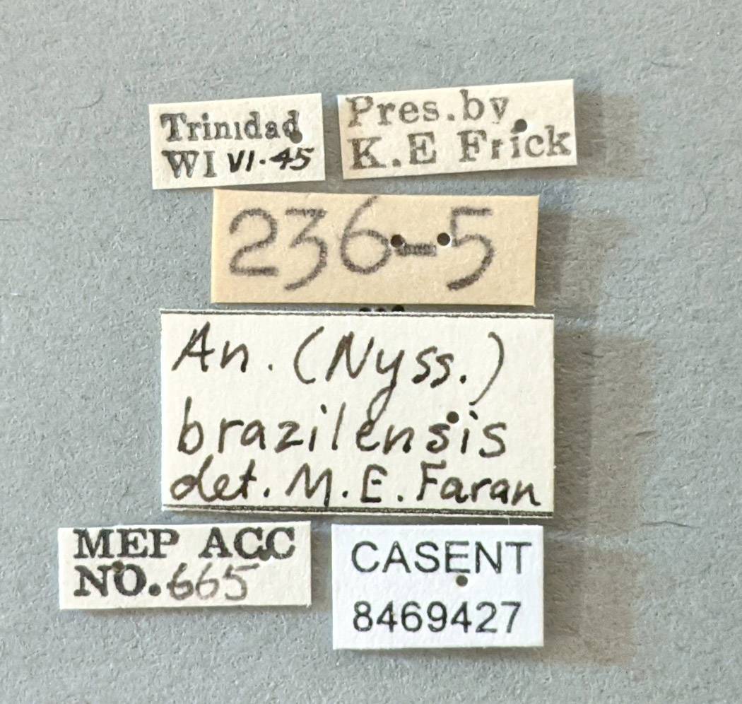 Anopheles braziliensis image