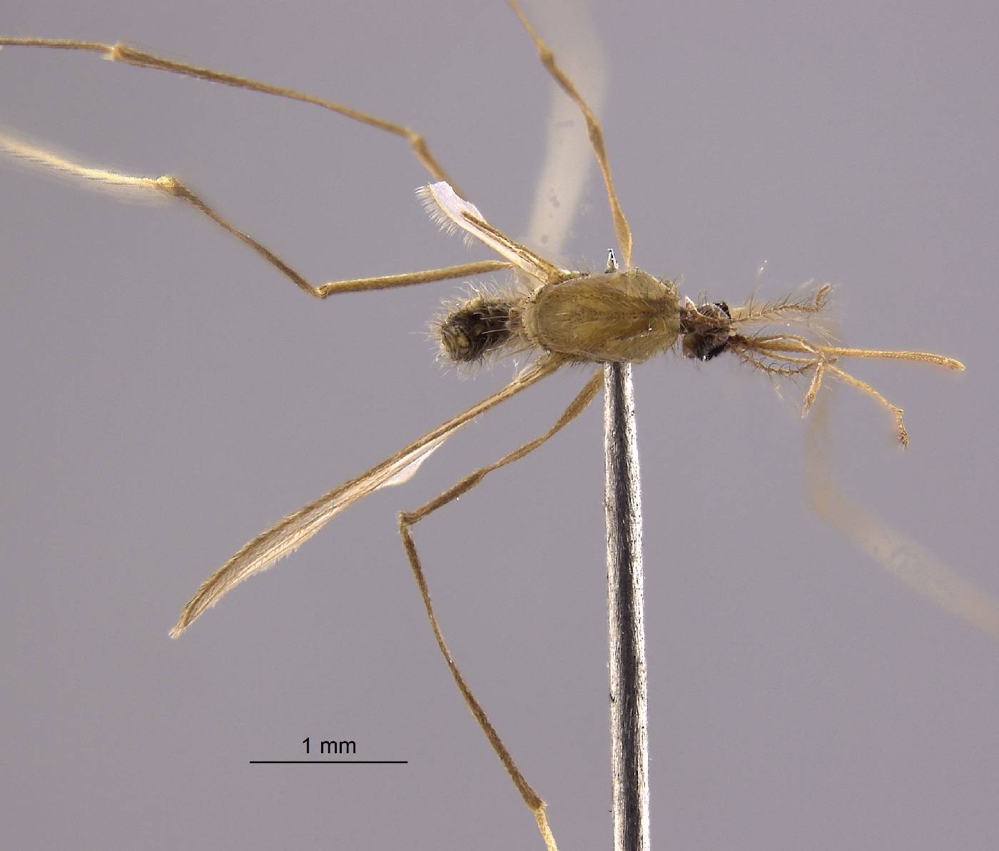 Anopheles aitkenii image