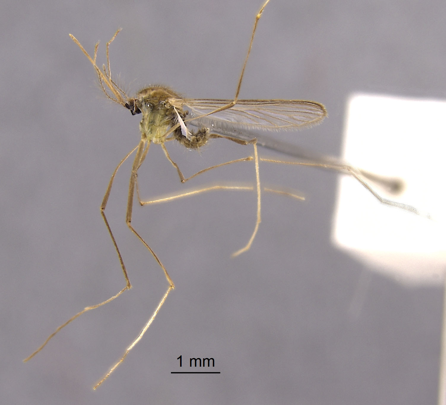 Anopheles aitkenii image