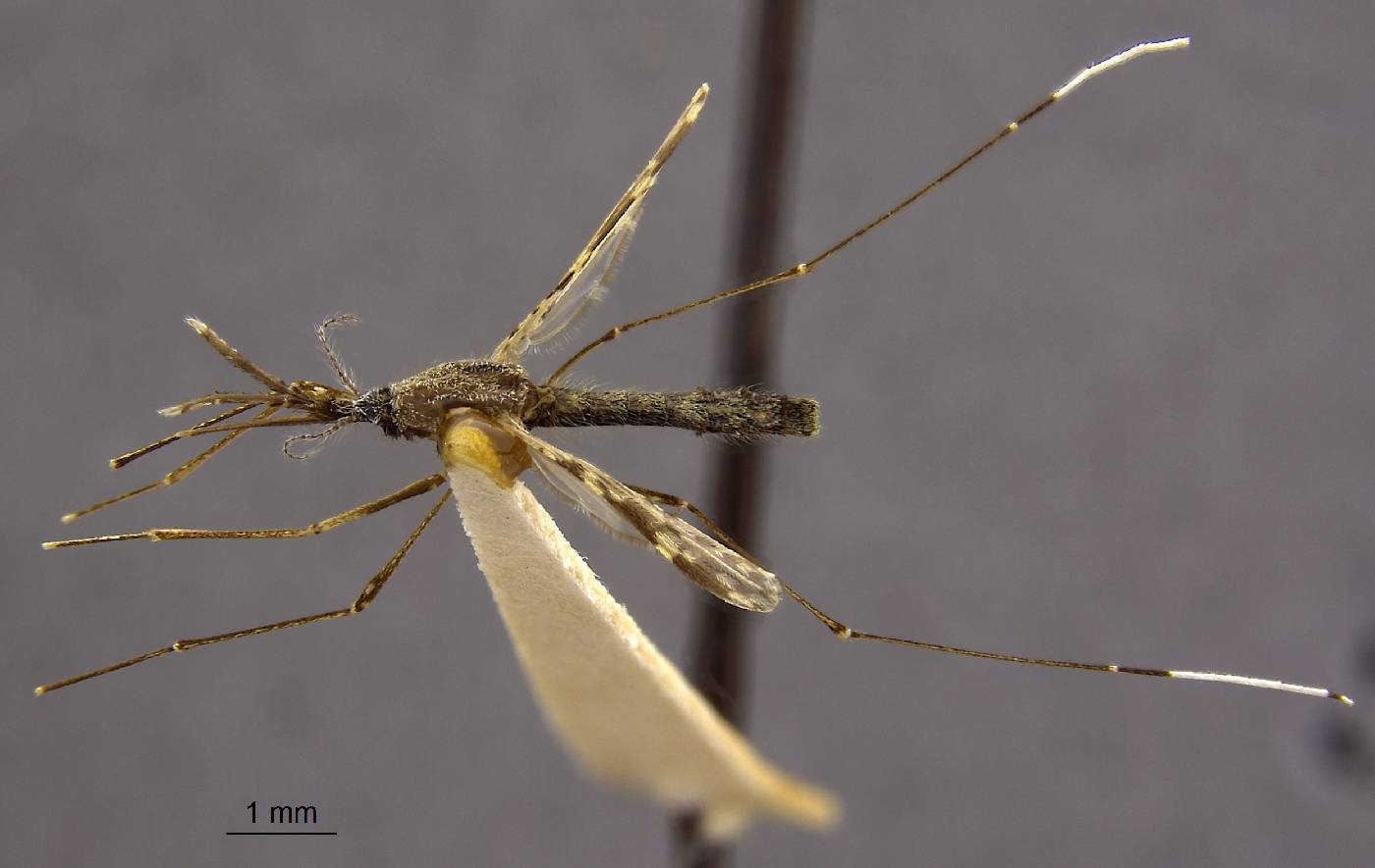 Anopheles albimanus image