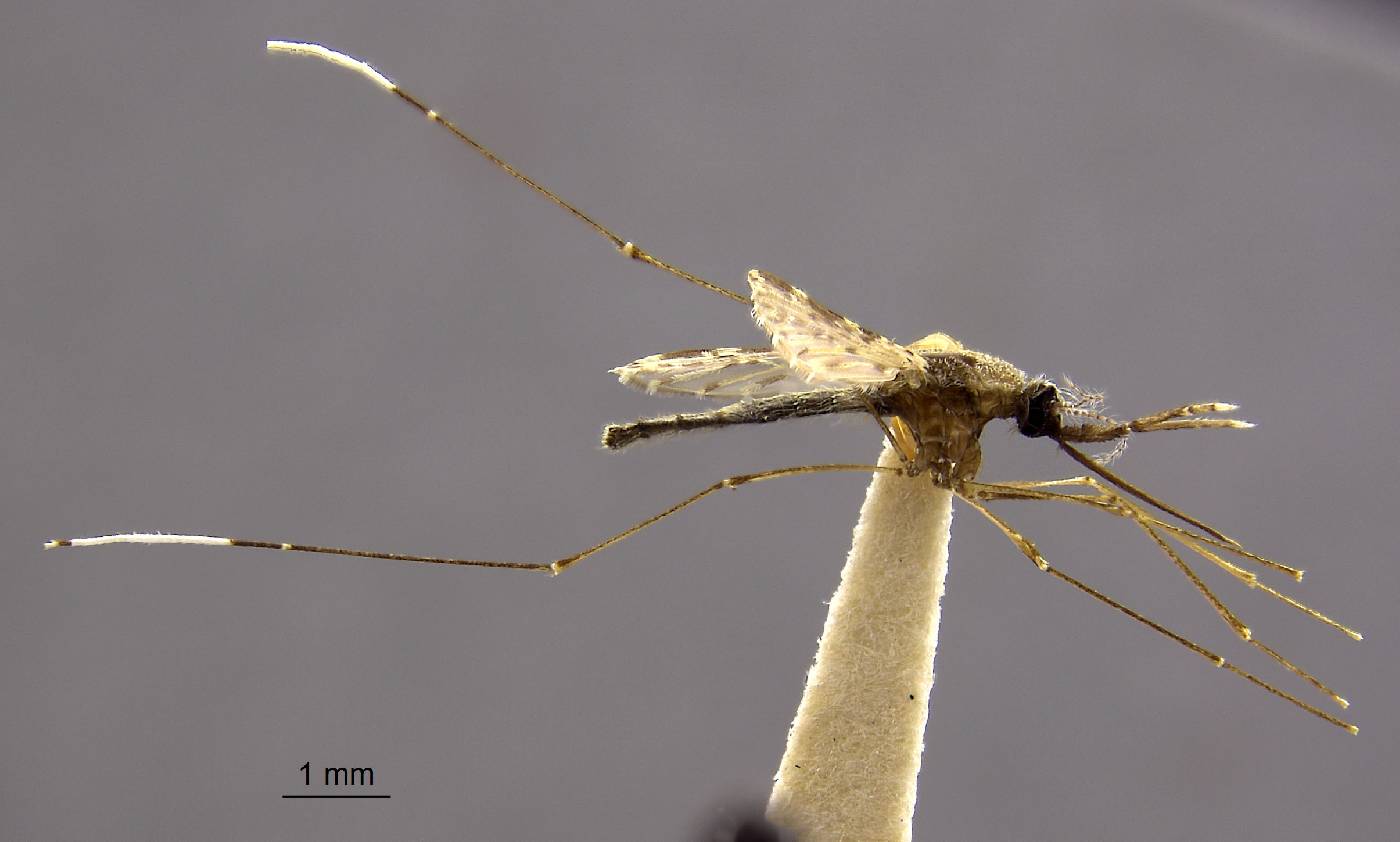 Anopheles albimanus image