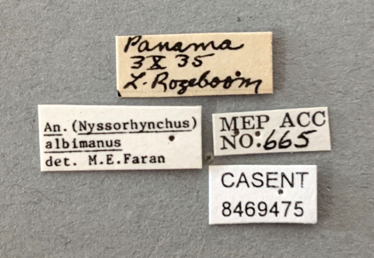 Anopheles albimanus image