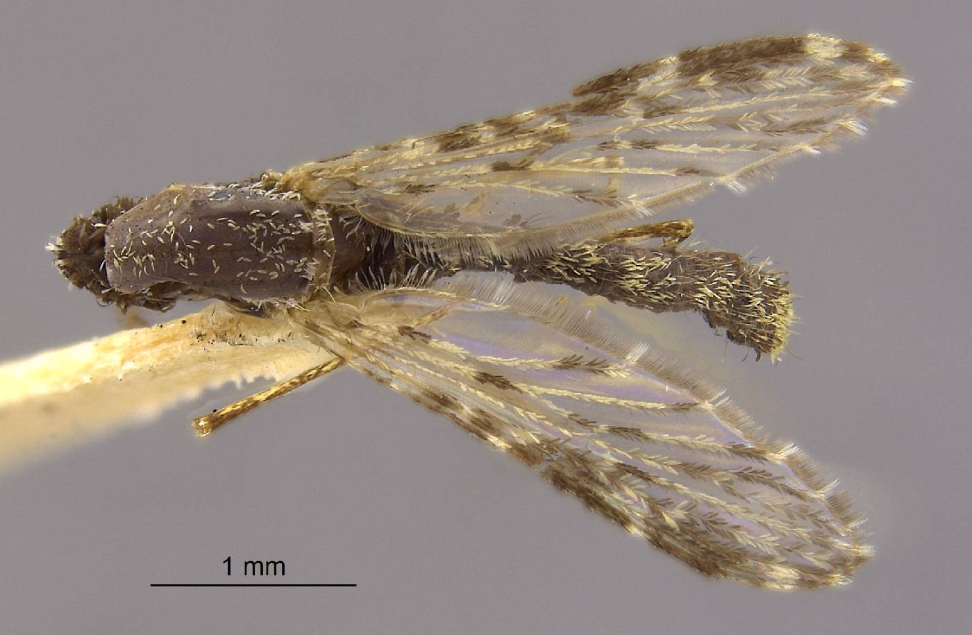 Anopheles albimanus image