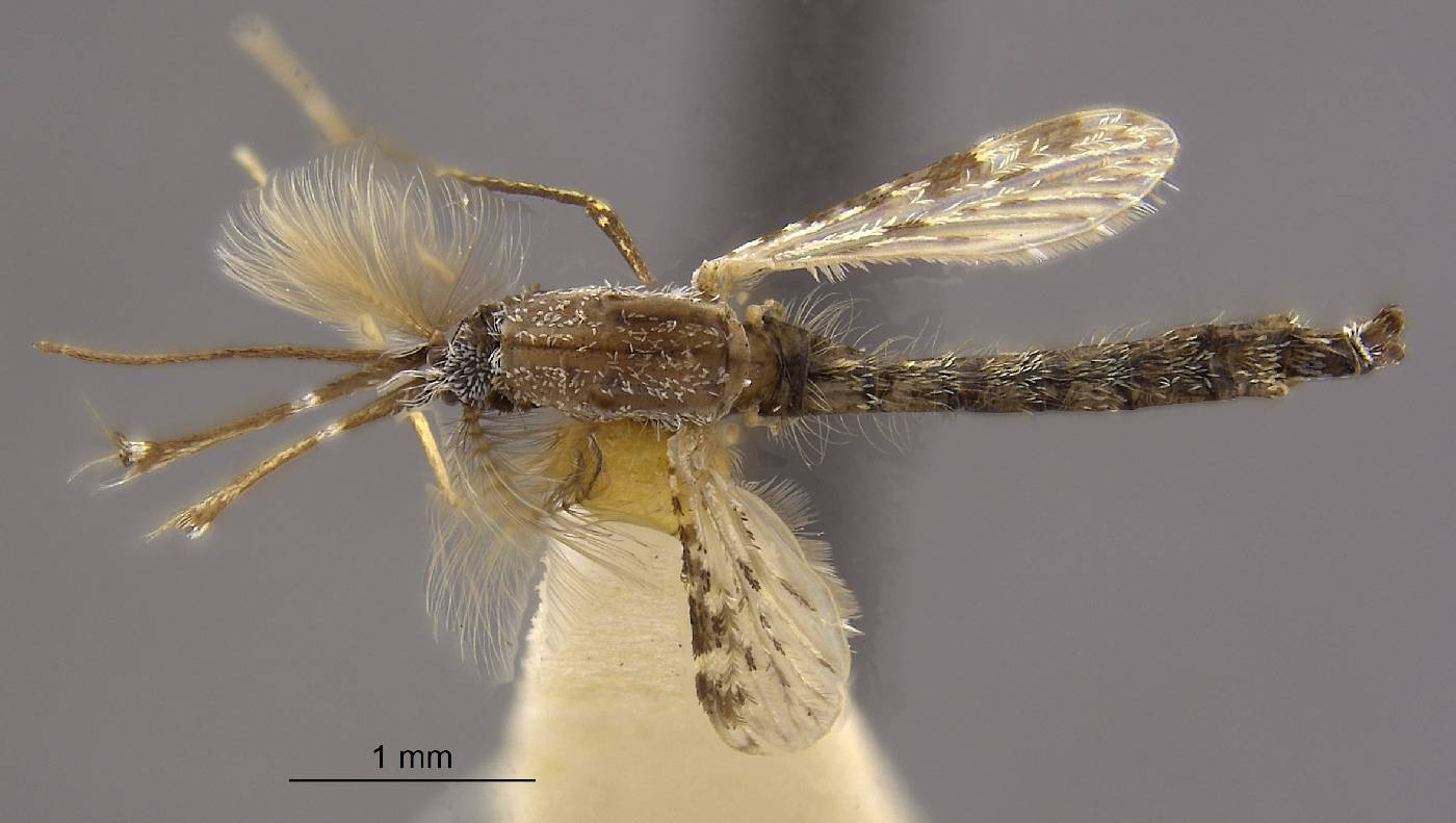 Anopheles albitarsis image