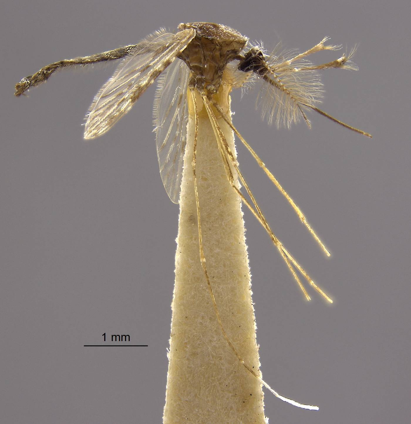 Anopheles albitarsis image