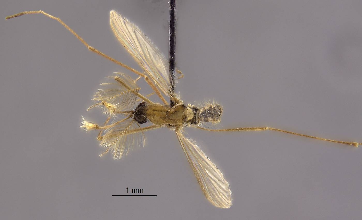 Anopheles algeriensis image