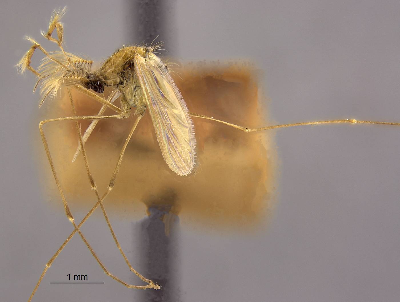 Anopheles algeriensis image